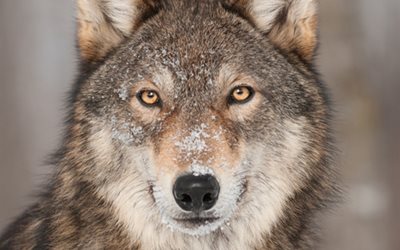 Perfekte Bilddarstellung in 4K/UHD